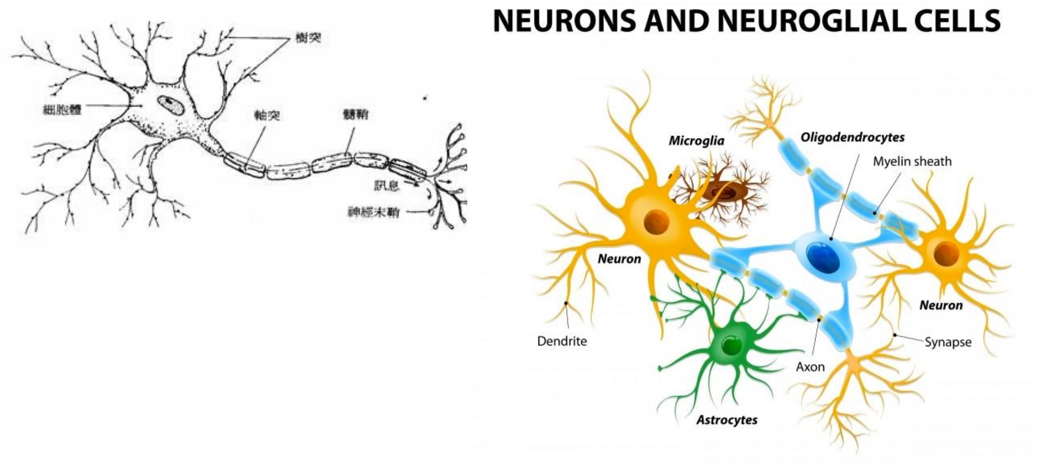 Neuron.jpg